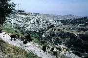 Hinnom Valley, Aceldama (Acts 1:19) (sheep)