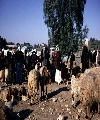 Beersheba, Bedouin market (Genesis 26:33)